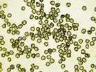 Diamond Microparticles
